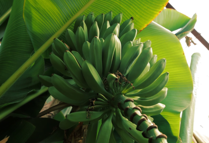 К сбору первого коммерческого урожая банана приступили в Казахстане (видео)