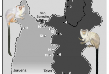 Маймылдың тағы бір түрі табылды