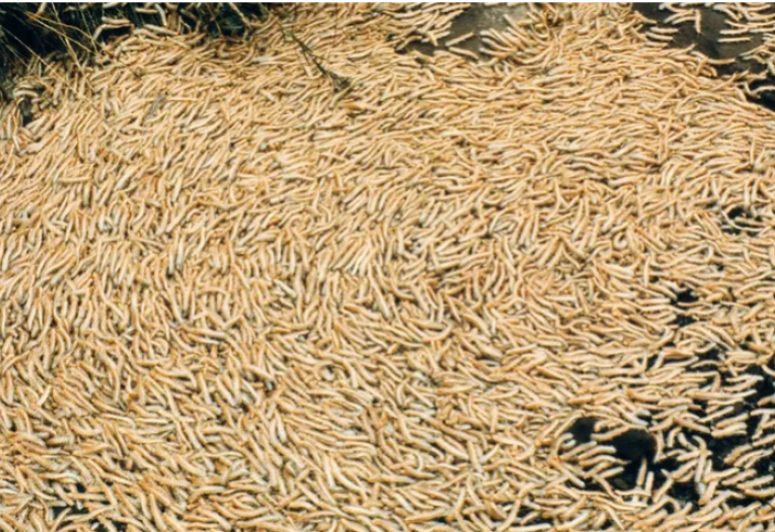 Разные: Японские ученые разгадали тайну многоножек, которые каждые 8 лет блокируют движение местных поездов