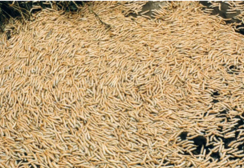 Разные: Японские ученые разгадали тайну многоножек, которые каждые 8 лет блокируют движение местных поездов