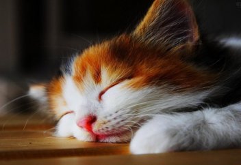 Ученые: утренний сон гораздо коварнее, чем вы предполагали