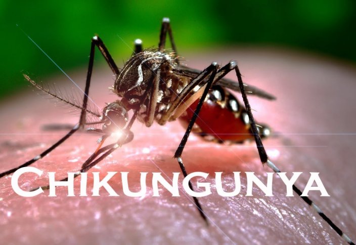 Личинки гигантских комаров для борьбы с лихорадкой чикунгунья начали распространять в Китае