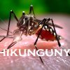 Личинки гигантских комаров для борьбы с лихорадкой чикунгунья начали распространять в Китае