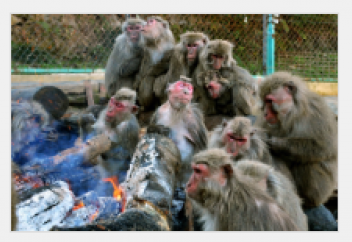 Алау басындағы маймылдар (видео)