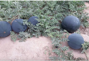 Разные: Чёрный и без косточек: в Узбекистане вывели новый сорт арбуза