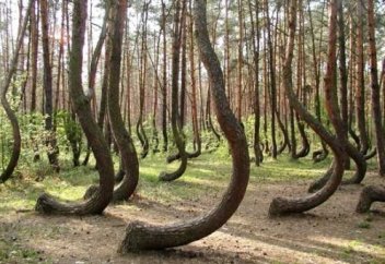 Деревья, в существование которых сложно поверить! (видео)