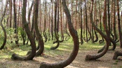 Деревья, в существование которых сложно поверить! (видео)
