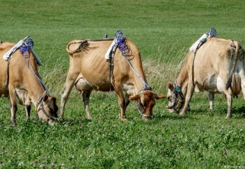 Ірі қарадан бөлінетін зиянды қалдықтарды азайтудың тәсілі табылды