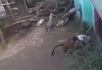 Қария мен леопардтың айқасы таспаға тартылып қалды (видео)