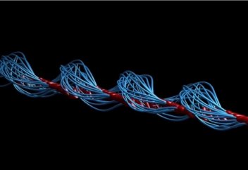 Сперматозоидтің таңғажайып «биі»: белсіздікпен күрестің тың тәсілі пайда болуы мүмкін (видео)