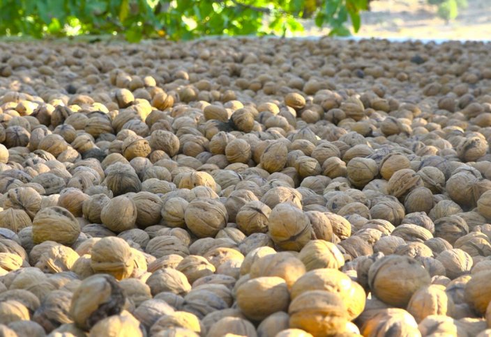 Сбор урожая грецкого ореха в провинции Кохгилуйе и Бойерахмед (фото)