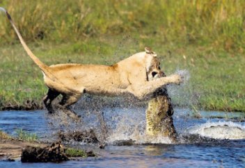 Жануарлар әлемі: Қолтырауын мен арыстандардың айқасы ғаламторды дүр сілкіндірді (видео)