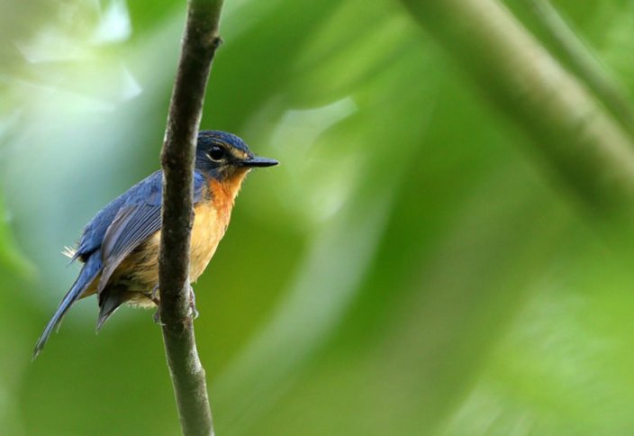 В Индонезии обнаружили сразу 10 новых видов птиц за одну экспедицию (фото)