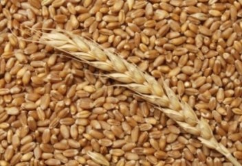 Пісірген кезде канцероген аз бөлінетін бидай өсіріле бастайды
