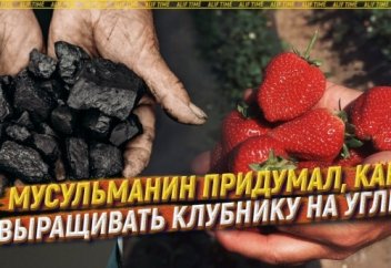 Мусульманин придумал, как выращивать клубнику на угле (видео)