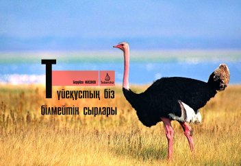 Түйеқұстың біз білмейтін сырлары