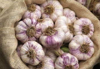 Все вы знаете о чудесных свойствах чеснока