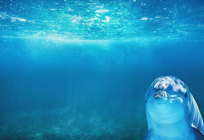 Позитив: В опустевшую Венецию приплыли дельфины