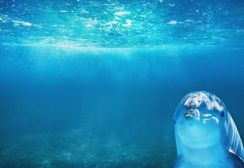 Позитив: В опустевшую Венецию приплыли дельфины