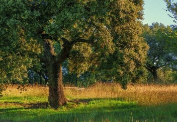 Два млрд деревьев высадят в Казахстане