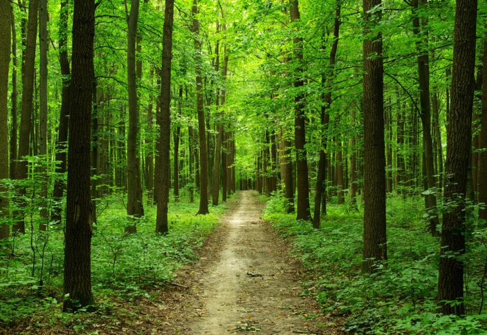 Ғалымдар әлемде неше түп ағаш барын санап шықты