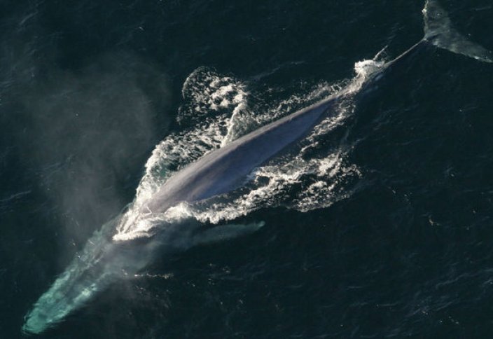 Исследователи разобрались, как киты умудрились "утереть нос" всем гигантам прошлого (видео)