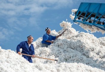 Узбекистан в этом сезоне сократил производство хлопка до 2,3 миллиона тонн