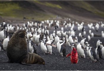 Самые впечатляющие снимки животных в 2019 году: выбор редакции