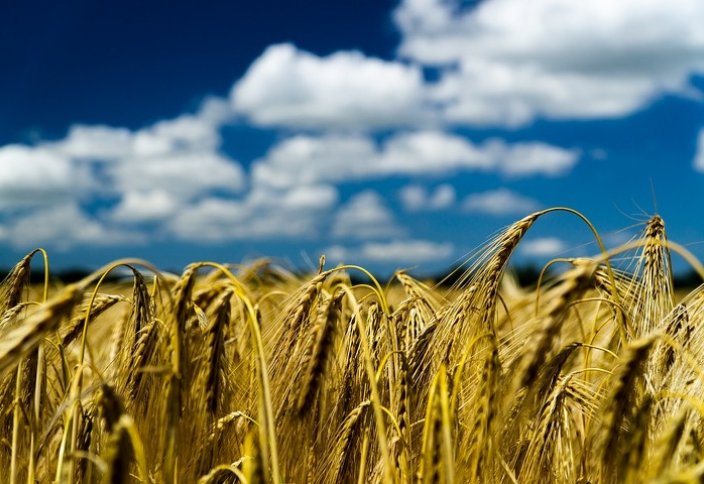 Что делать Казахстану с ячменем, который шел на экспорт в Иран?