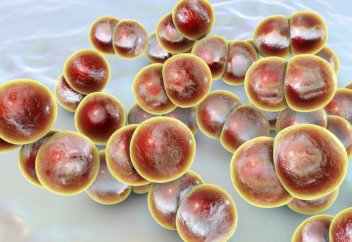 Екпе алу құны 20 мың теңге: Қазақстандықтарға менингитке қарсы тегін вакцина салынбайды