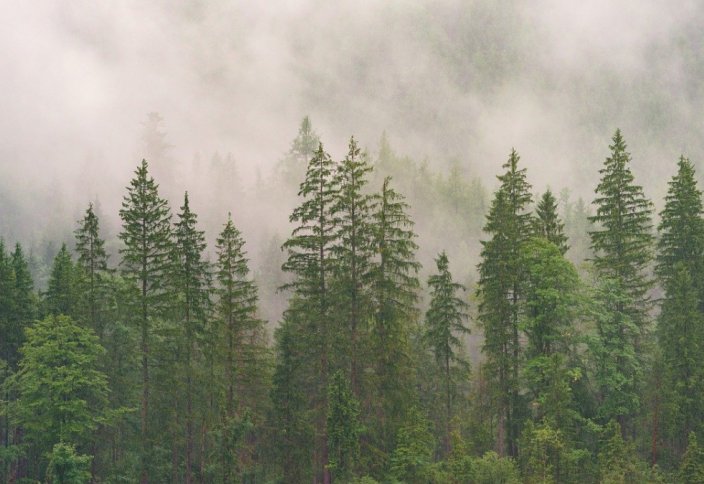 В Казахстане леса стало больше на 188 тыс. га