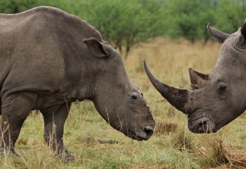 Вы видели носорога без рога?