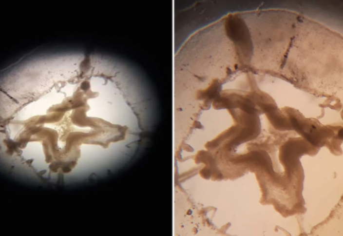 Медузу обнаружили на Кольсае