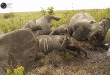 Африкада пілдер мүйіздеріне бола қырылып жатыр (фото)