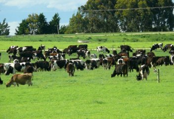В Казахстане возьмут под контроль использование пастбищ