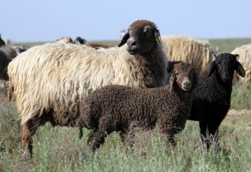 Арал маңындағы қаракөл қойы жойылып кеткелі тұр