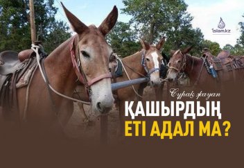 Қашырдың еті адал ма?