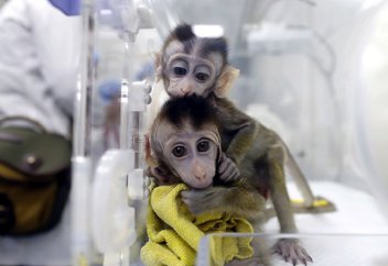 Тәжірибе жүргізілетін маймылдар тапшылығы артып келеді