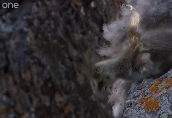 Балапан құздан құлап, неше рет тасқа соғылды. Соңында не болды?