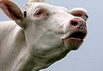 Сиыр көңімен суды тұшшыландыру тәсілі пайда болды