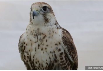Пересадка перьев вернула соколу возможность летать. Доктор успешно провел операцию по удалению катаракты у белки