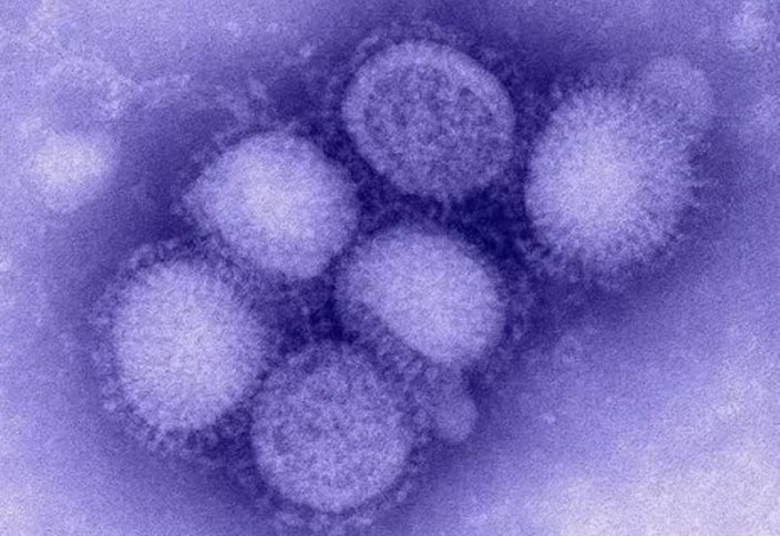 Обнаружен новый штамм вируса гриппа: он может вызвать вторую пандемию