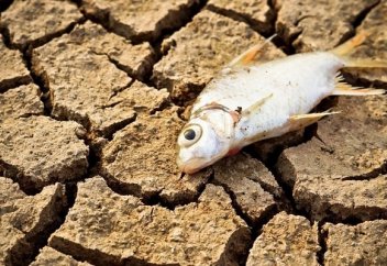 Таяу жылдары кеңінен әрі жиі тұтынылатын балықтардың бірқатары жойылады