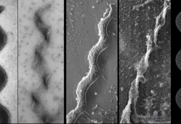 Ғалымдар титтей, қозғалатын тіршілік иесін синтездеді (жасады) - видео