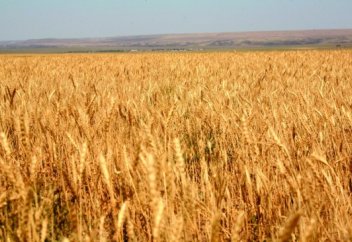 Ел жаңалықтары: 2017 жылы 10 млн тоннаға жуық бидайды экспортталады