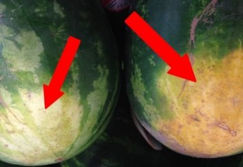 5 Секретов, Которые Помогут Вам Выбрать Самый Сладкий Арбуз