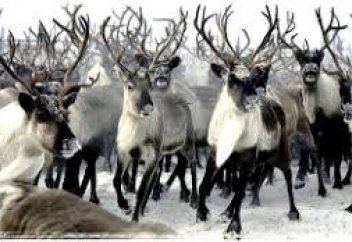 Бұғылардың бір орнында үйірімен шыр көбелек айналуының сыры неде? (видео)