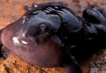 Әлемнің ең қорқынышты тіршілік иелері (Фото)