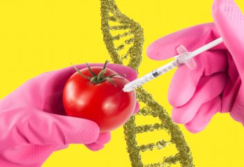 Ученые редактируют обычные продукты и добавляют им гены: это вкусно, полезно или опасно?