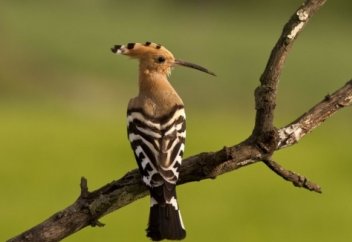 Пять видов живых существ, которых запрещено убивать в исламе